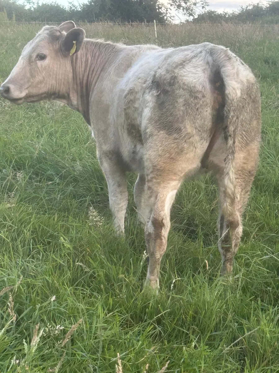 Calf Sale Entries: Sat 11th Jul 2026 - Image 4