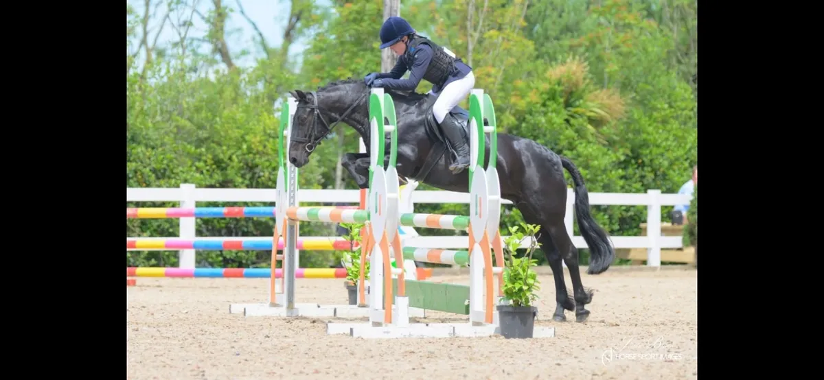 Fantastic 13.2 Pony Club Pony - Image 2