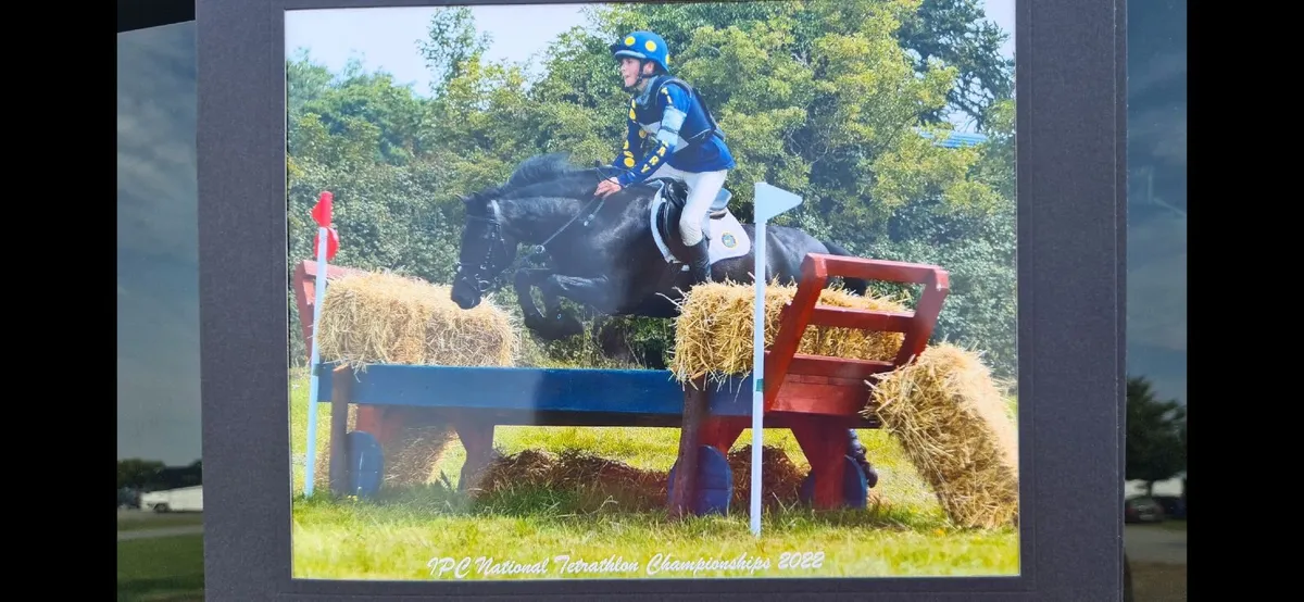 Fantastic 13.2 Pony Club Pony - Image 3