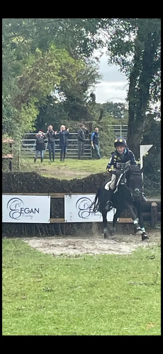 Fantastic 13.2 Pony Club Pony - Image 1