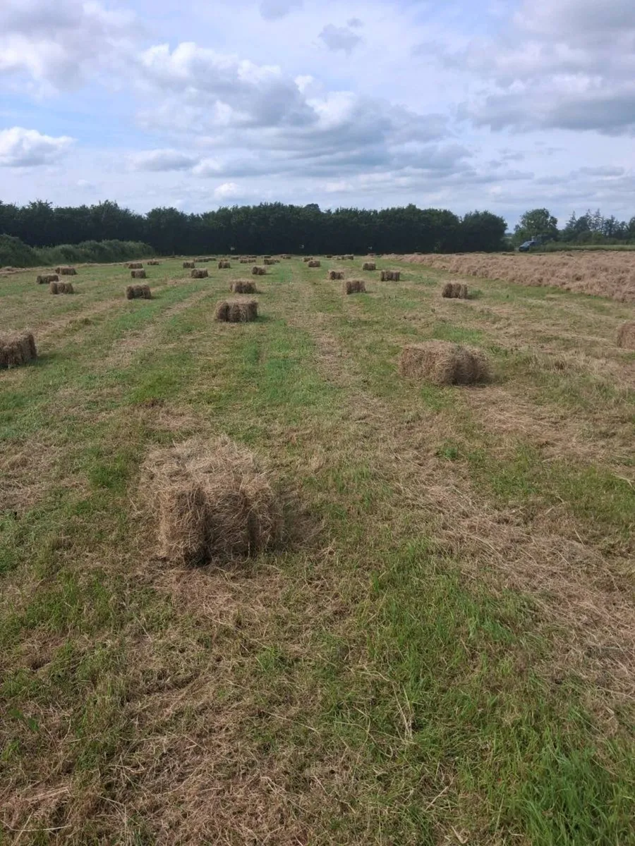 Organic Hay - Image 2