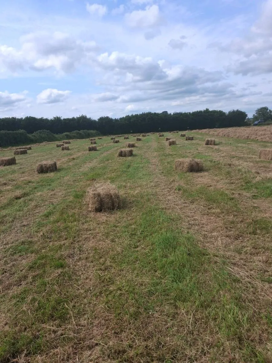 Organic Hay - Image 3