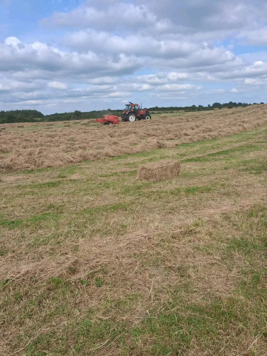 Organic Hay - Image 4
