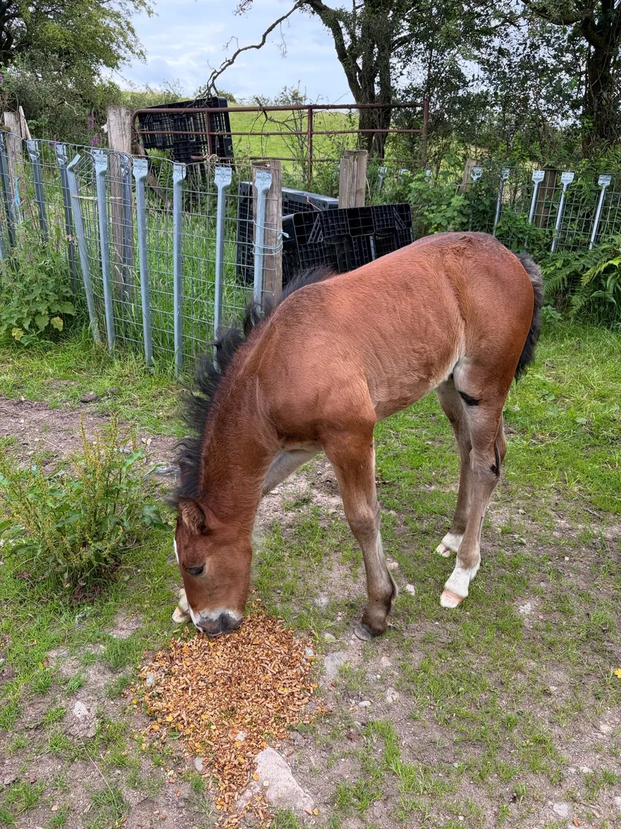 Cob colt - Image 2
