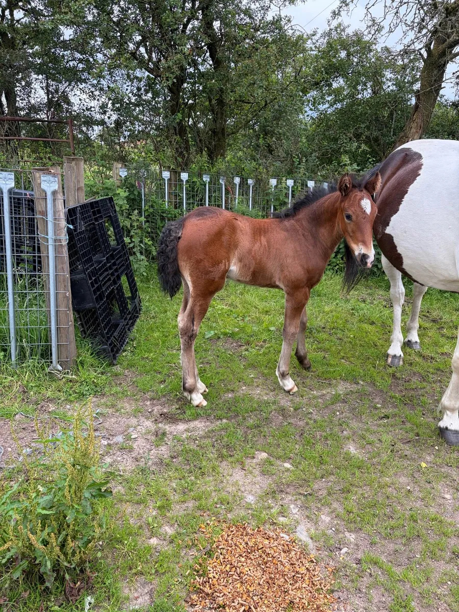 Cob colt - Image 3