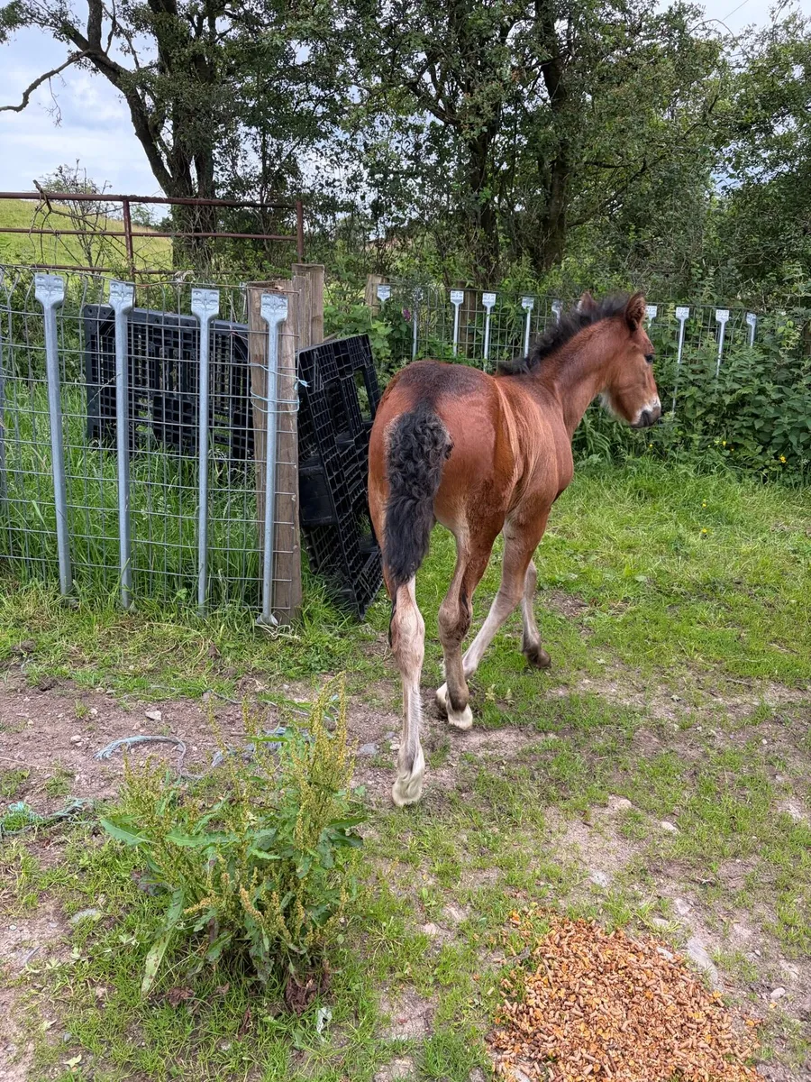 Cob colt - Image 4