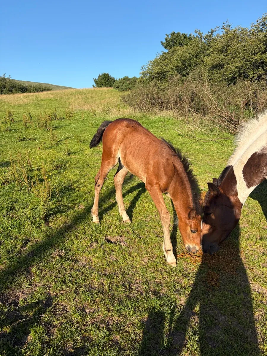 Cob colt - Image 1