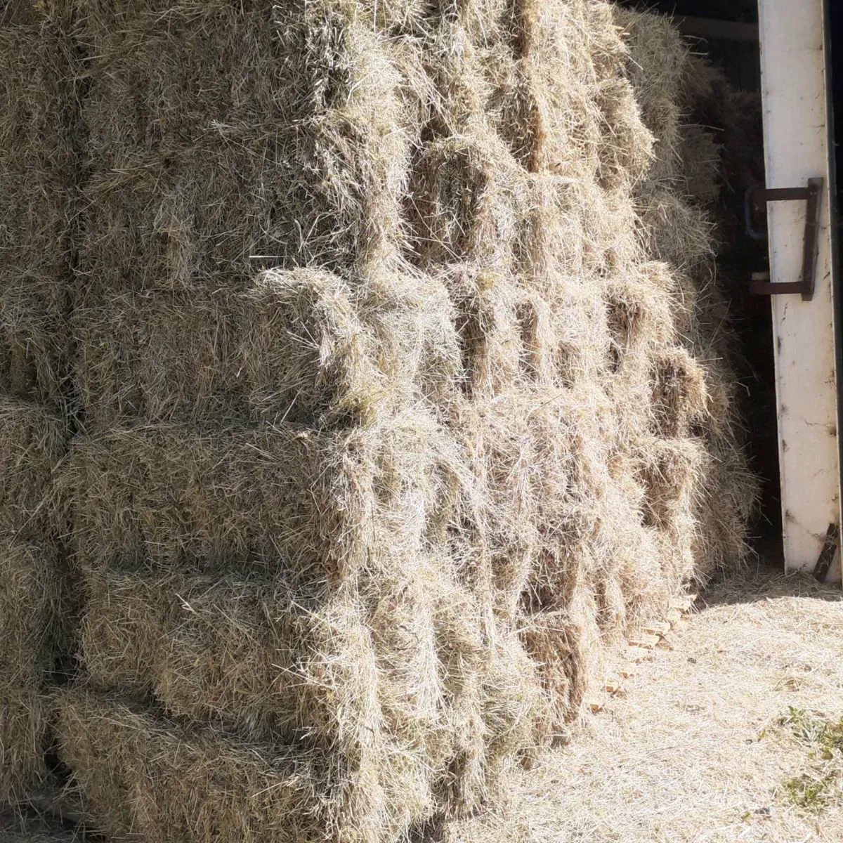 Horse Hay - Image 2