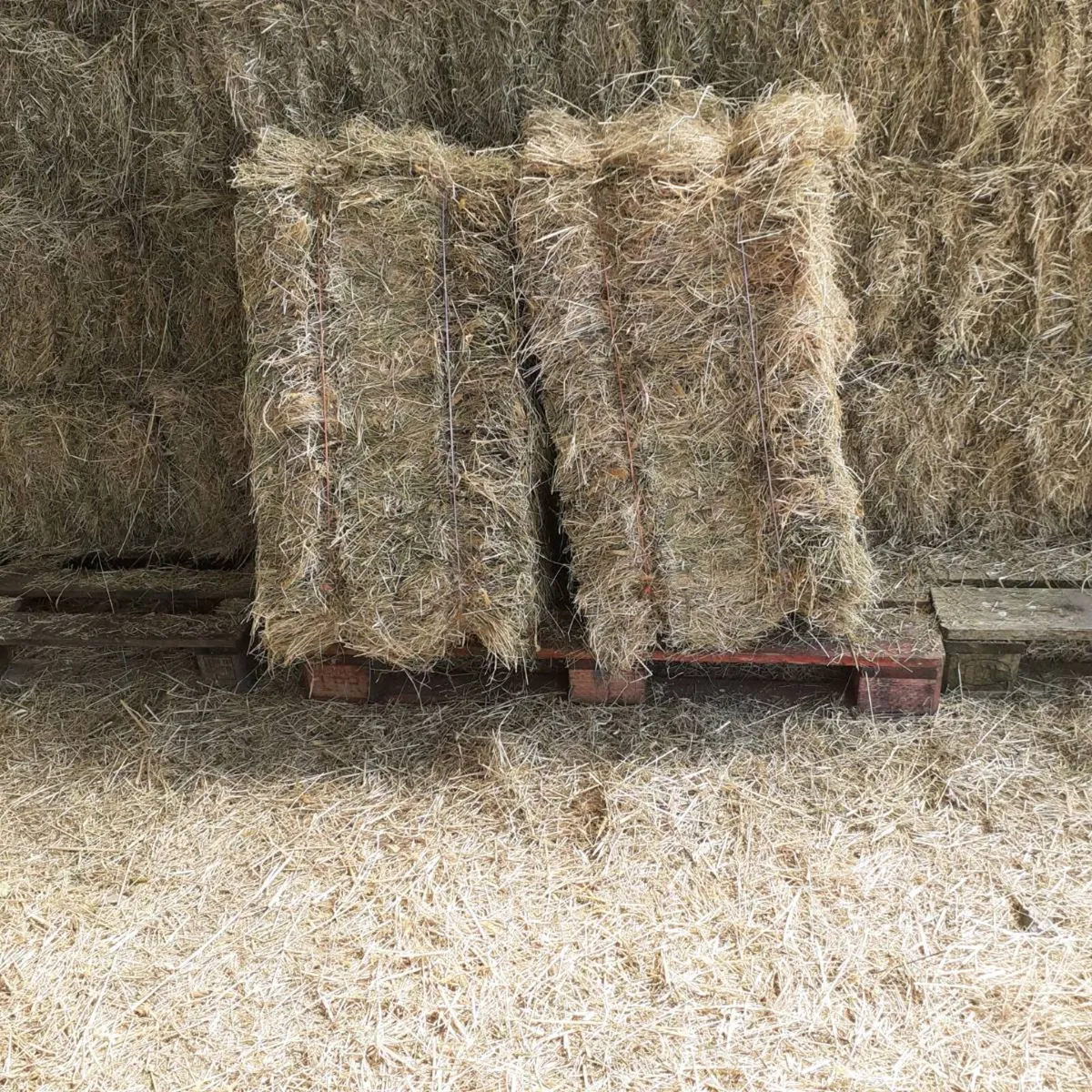 Horse Hay - Image 4