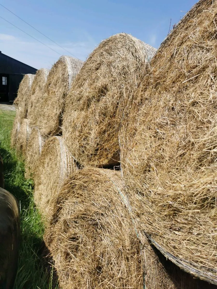 Hay - Image 1
