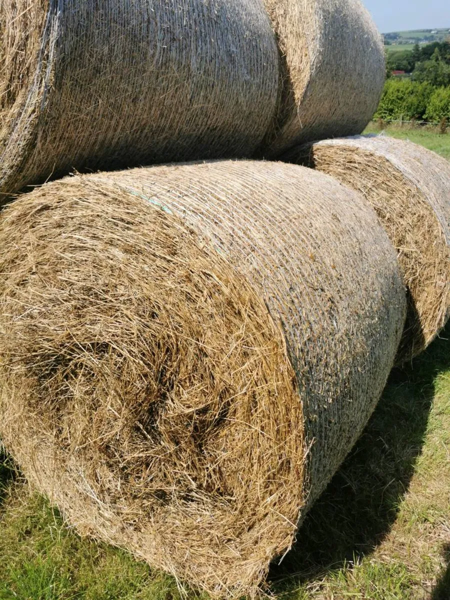 Hay - Image 2