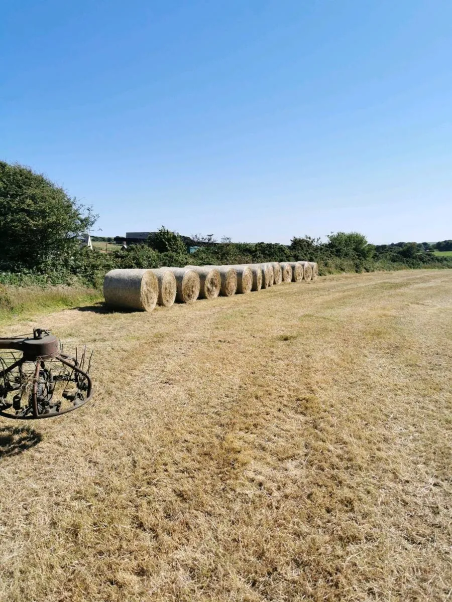 Hay - Image 3