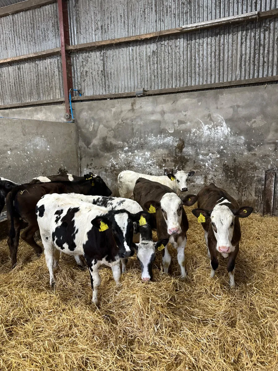 Blue lim and Simmental heifers - Image 1