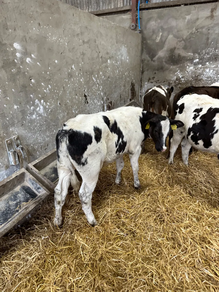 Blue lim and Simmental heifers - Image 4