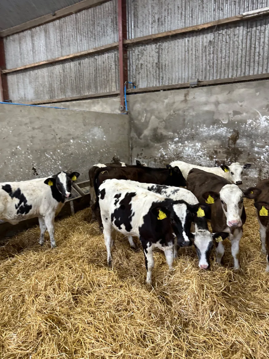 Blue lim and Simmental heifers - Image 3