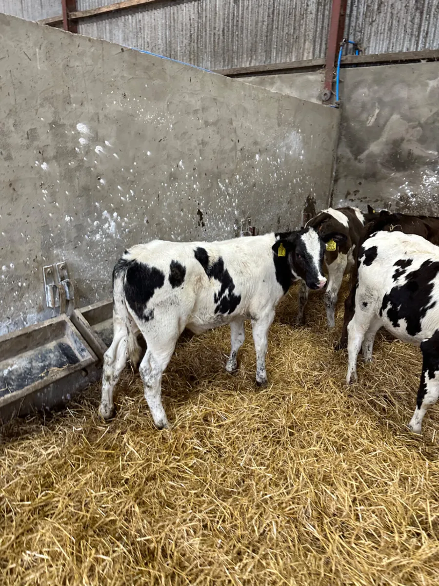 Blue lim and Simmental heifers - Image 2