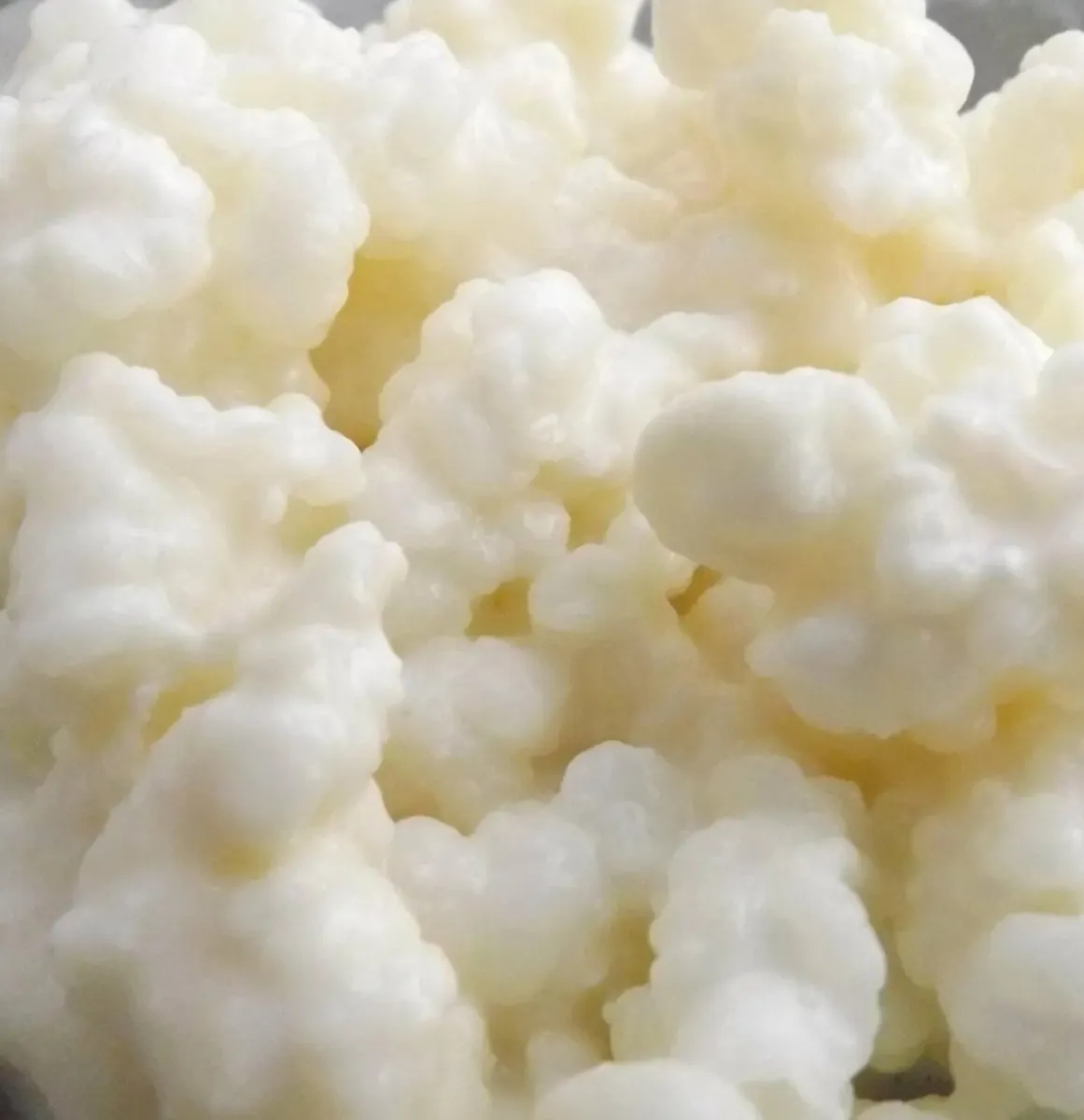 Kefir Grains - Image 1