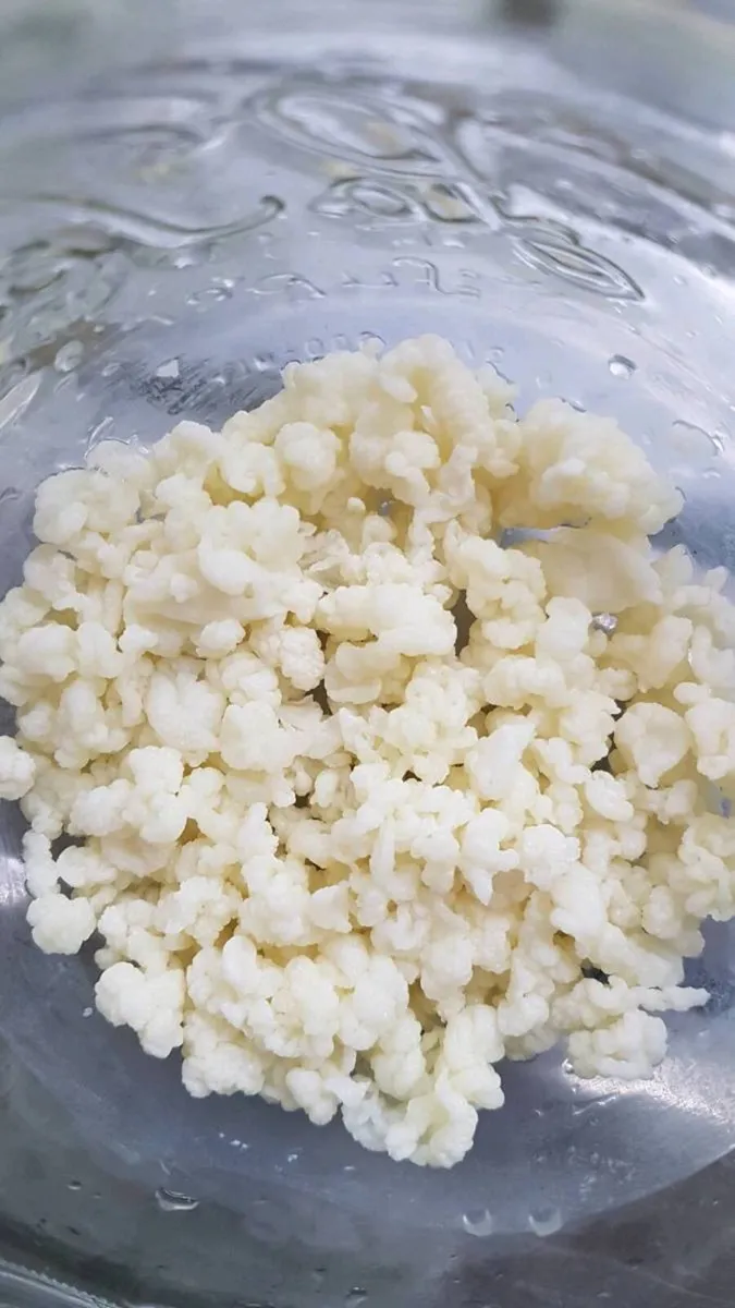 Kefir Grains - Image 2