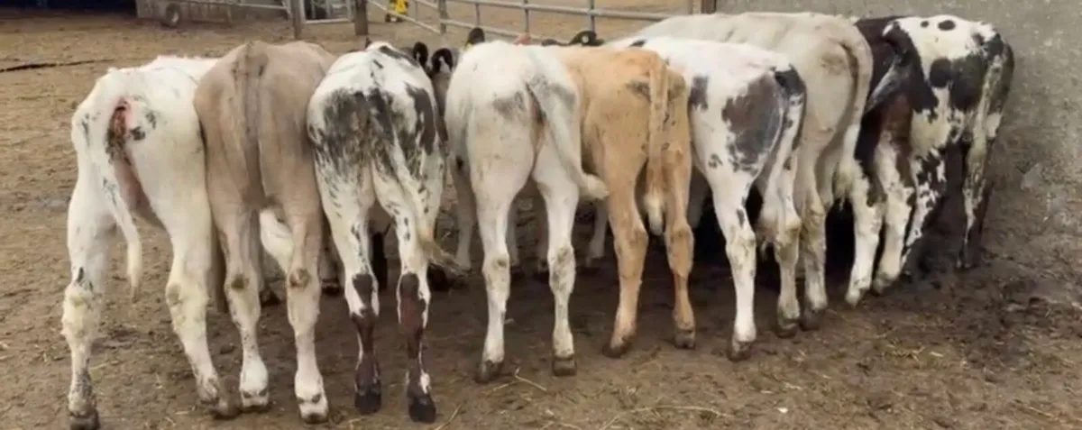 Smashing ai bred continental heifers - Image 1