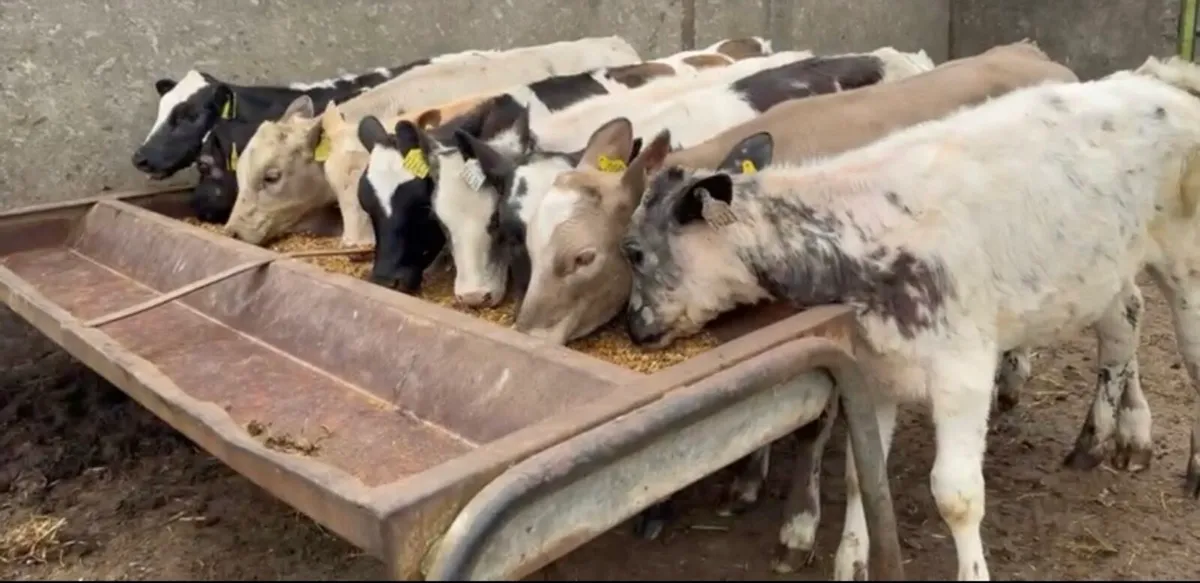 Smashing ai bred continental heifers - Image 2