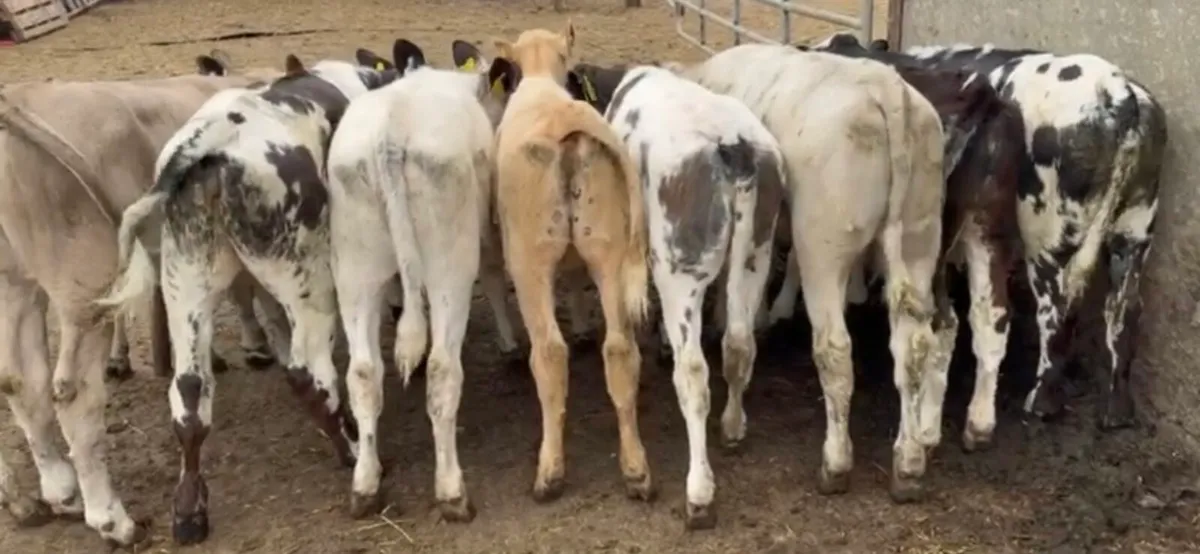 Smashing ai bred continental heifers - Image 3