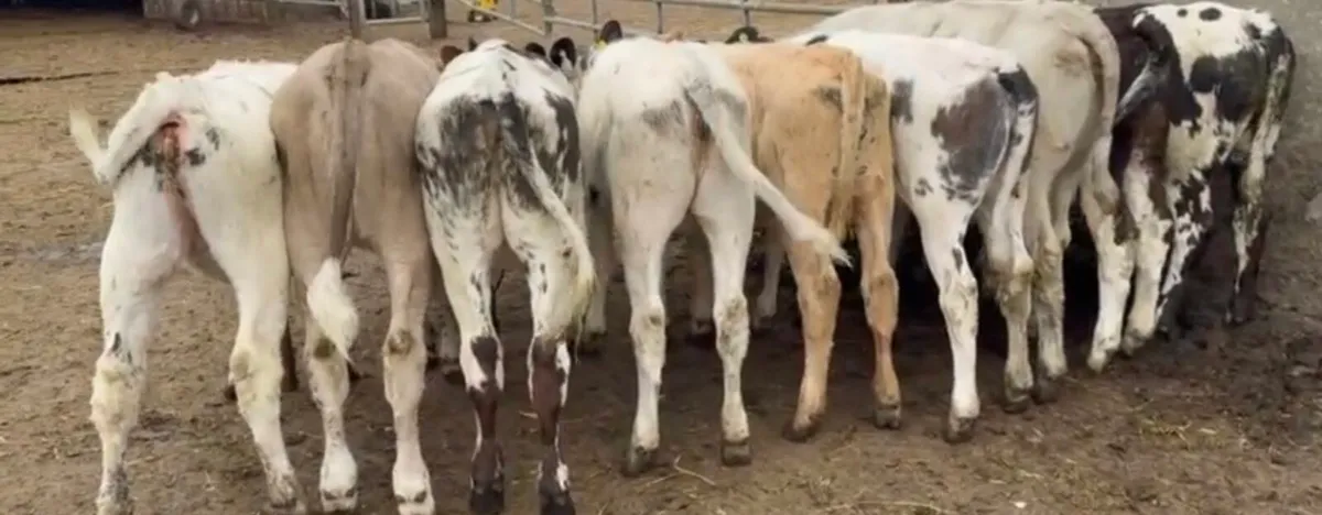 Smashing ai bred continental heifers - Image 4