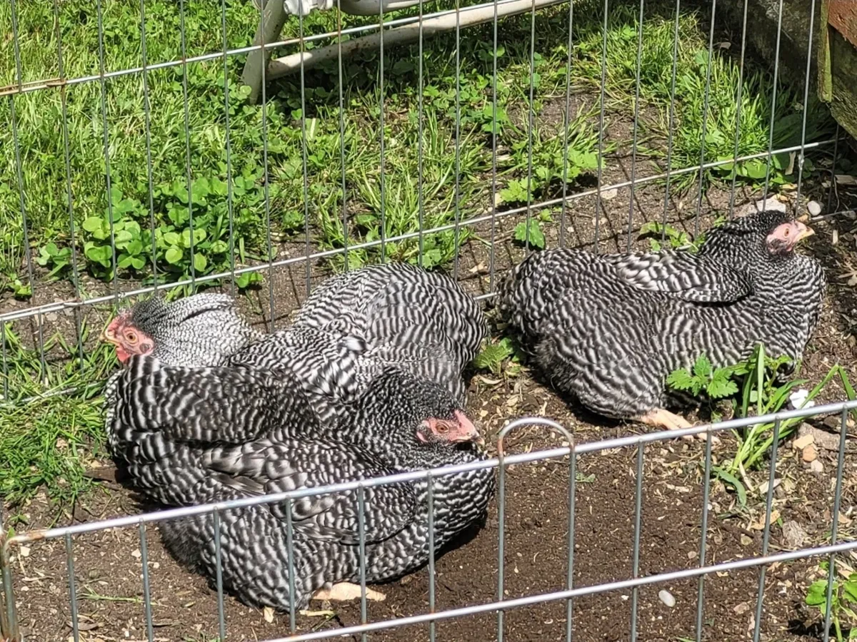 BARRED BANTAM WYANDOTTE TRIO - Image 1