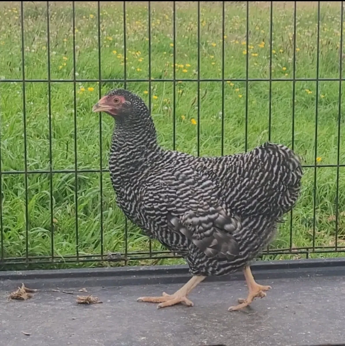 BARRED BANTAM WYANDOTTE TRIO - Image 2