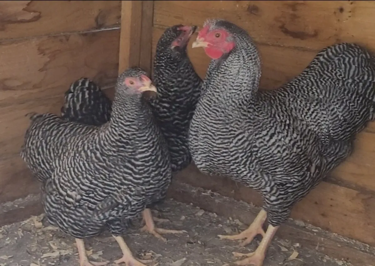 BARRED BANTAM WYANDOTTE TRIO - Image 3