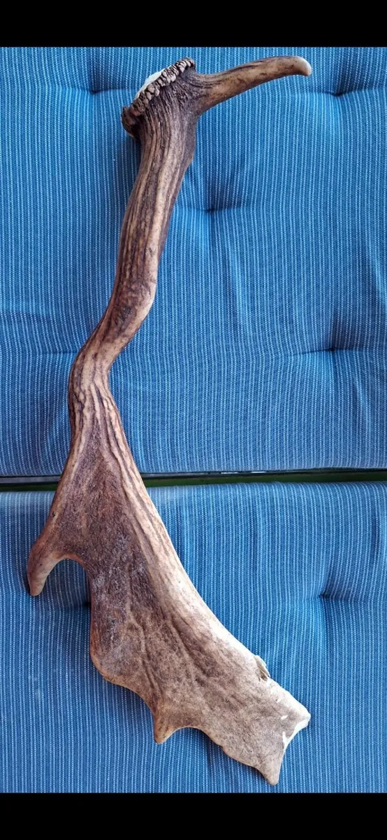 Natural Antlers - Image 1