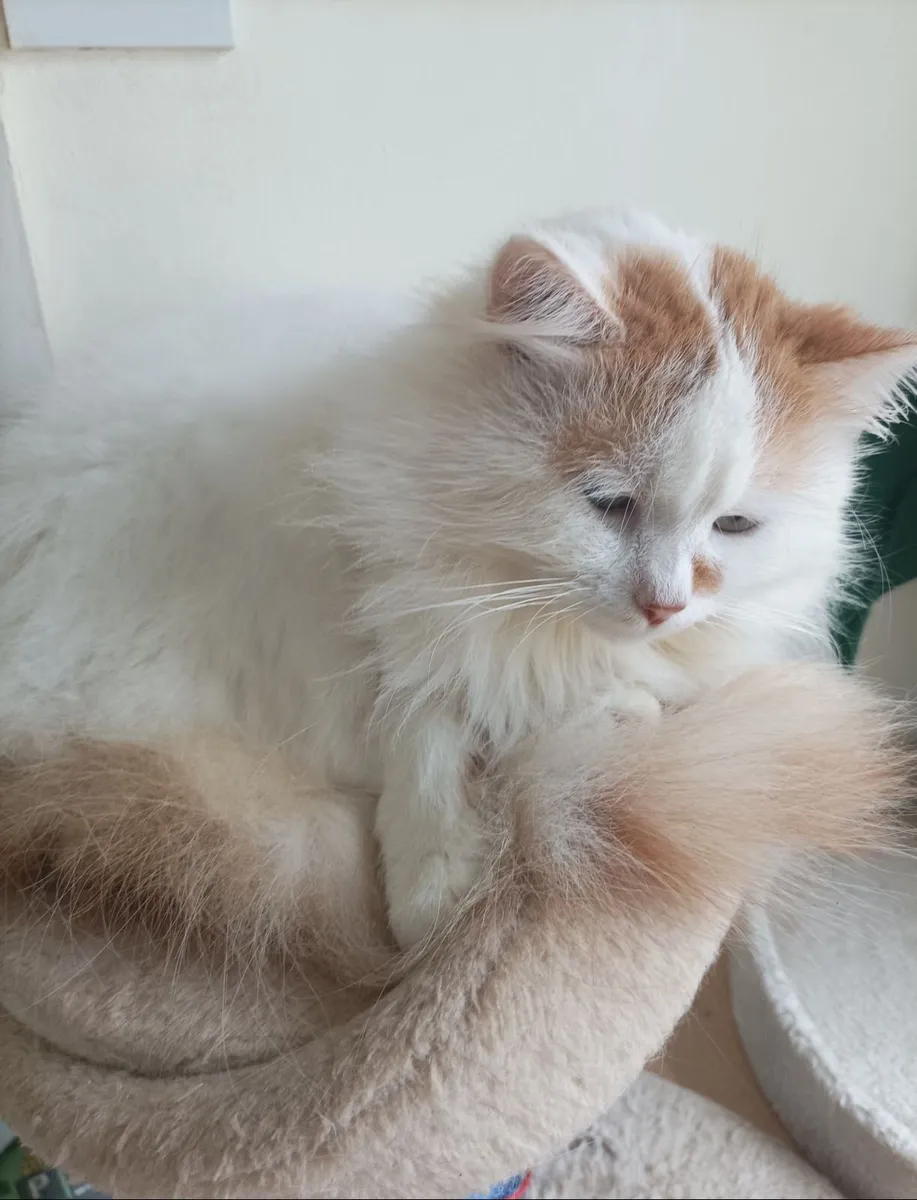 Fluffy White   kittens - Image 3