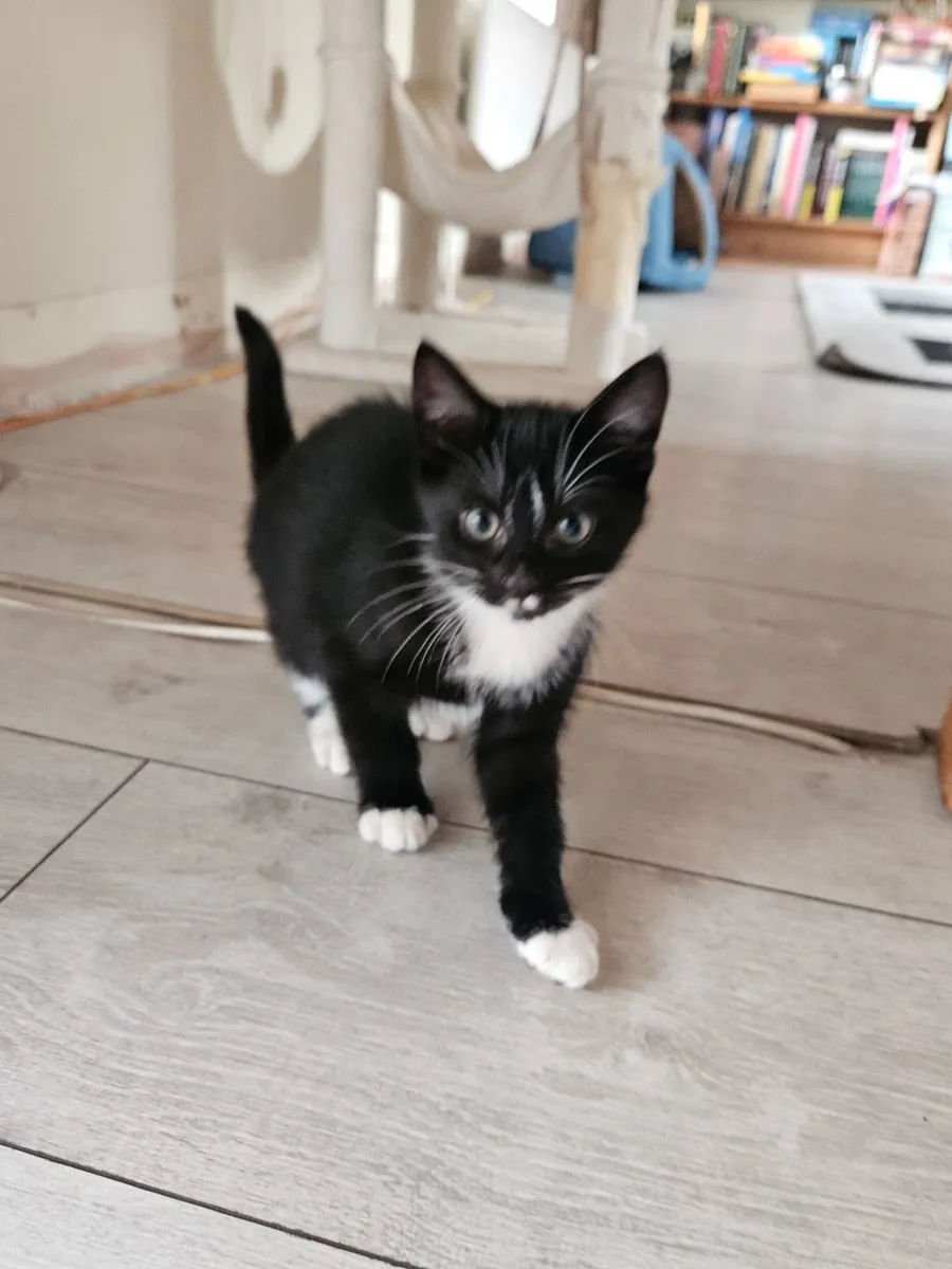 Kittens - Image 1