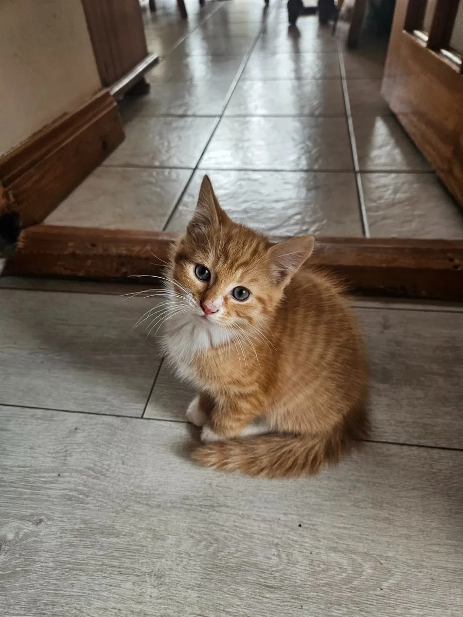 Kittens - Image 3