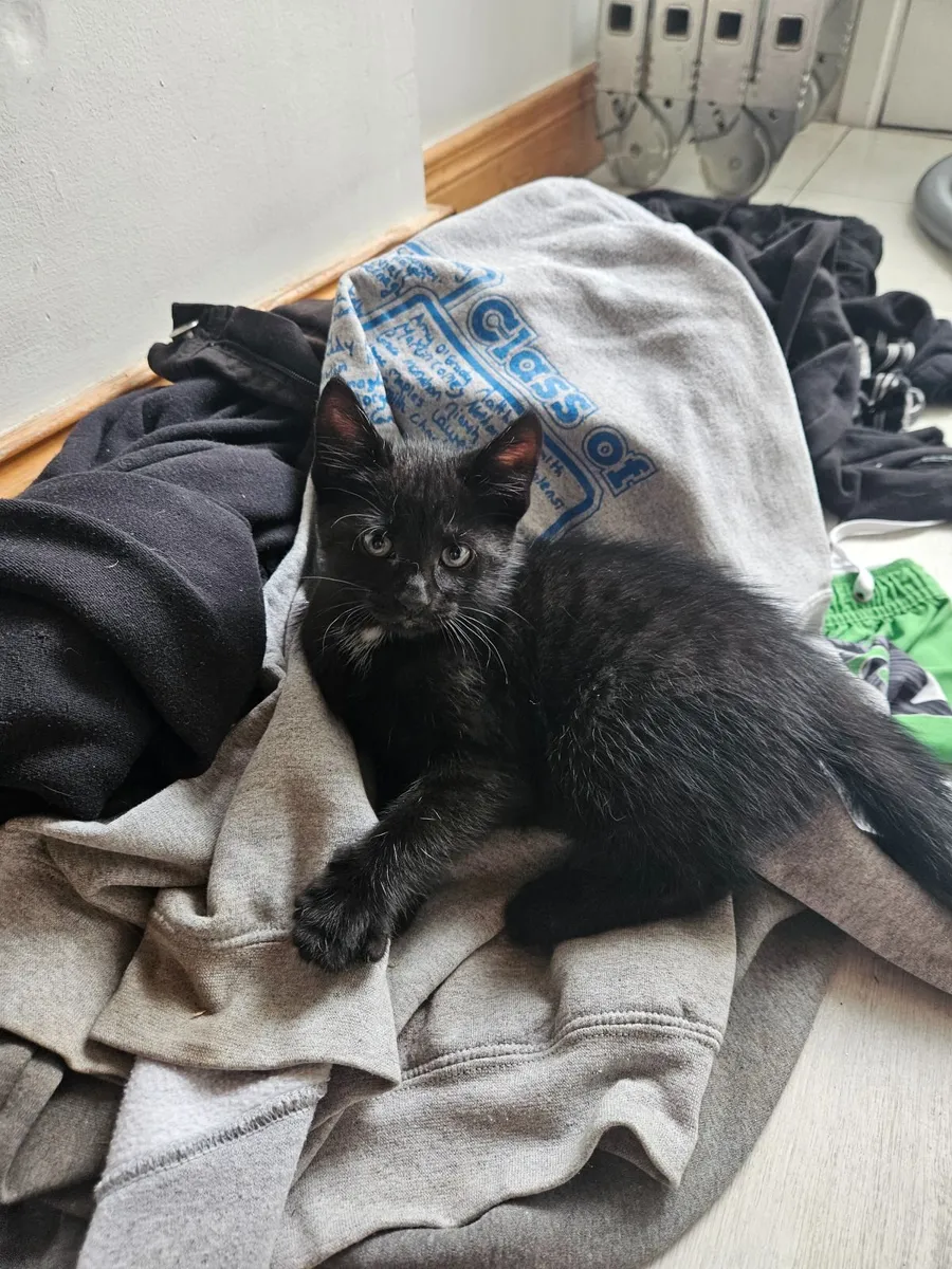 Kittens - Image 2