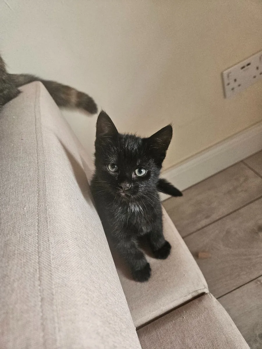 Kittens - Image 4
