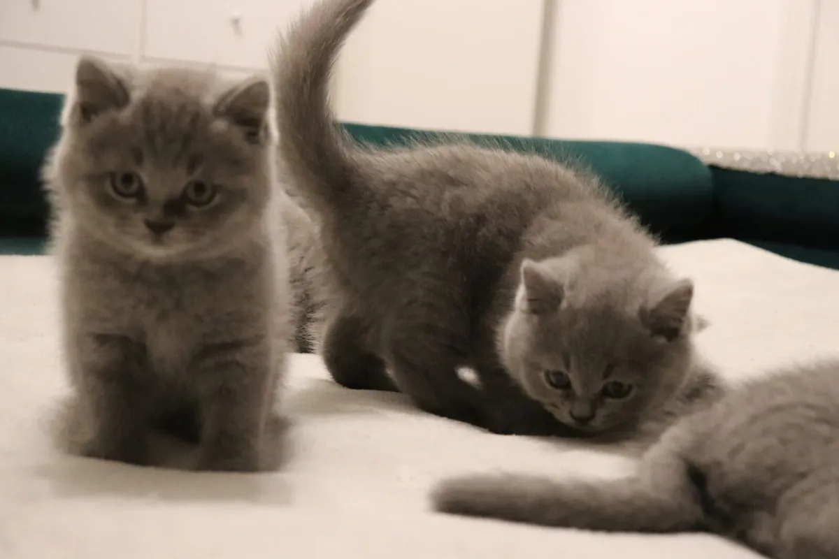 British shorthair - Image 3