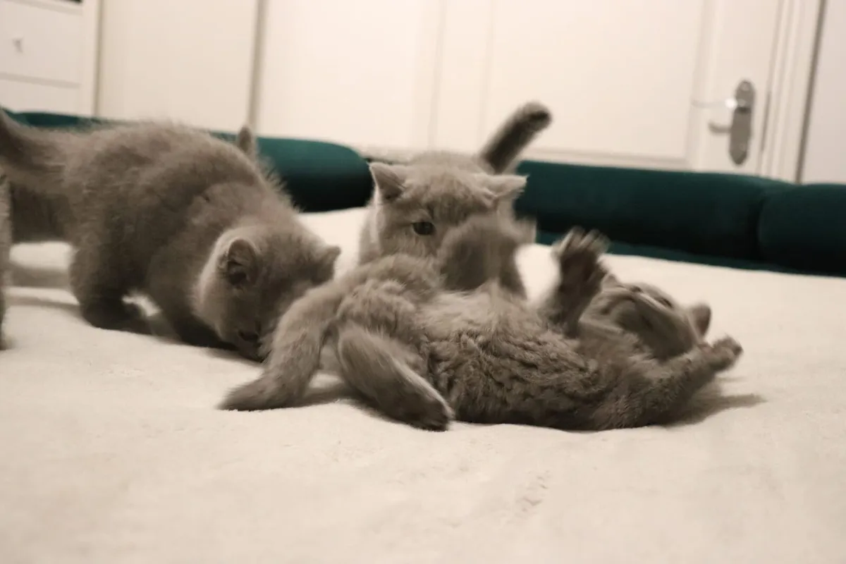 British shorthair - Image 2