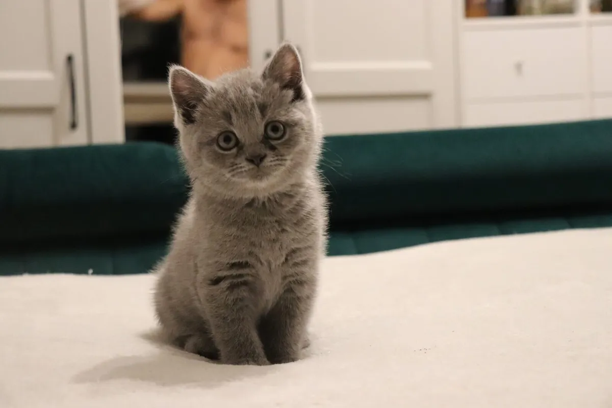 British shorthair - Image 4