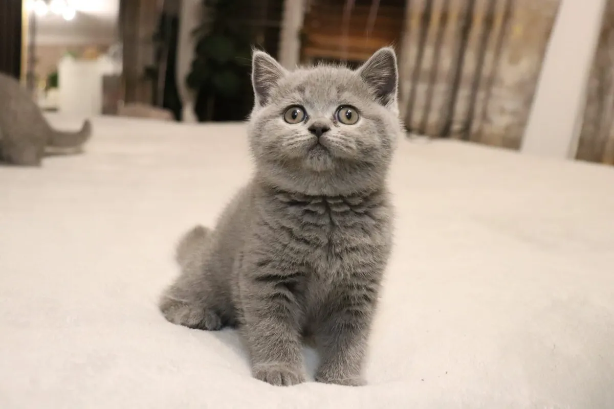 British shorthair - Image 1