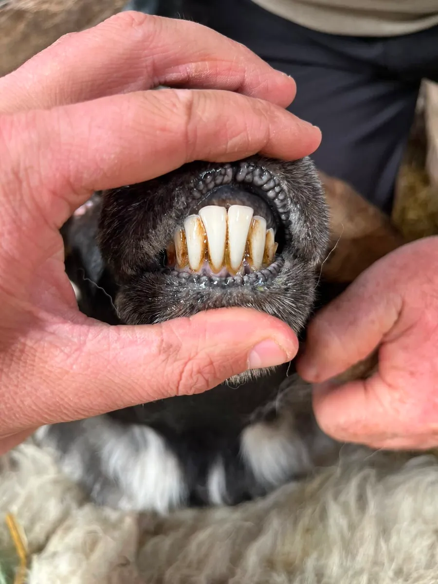 Sheep - Image 4