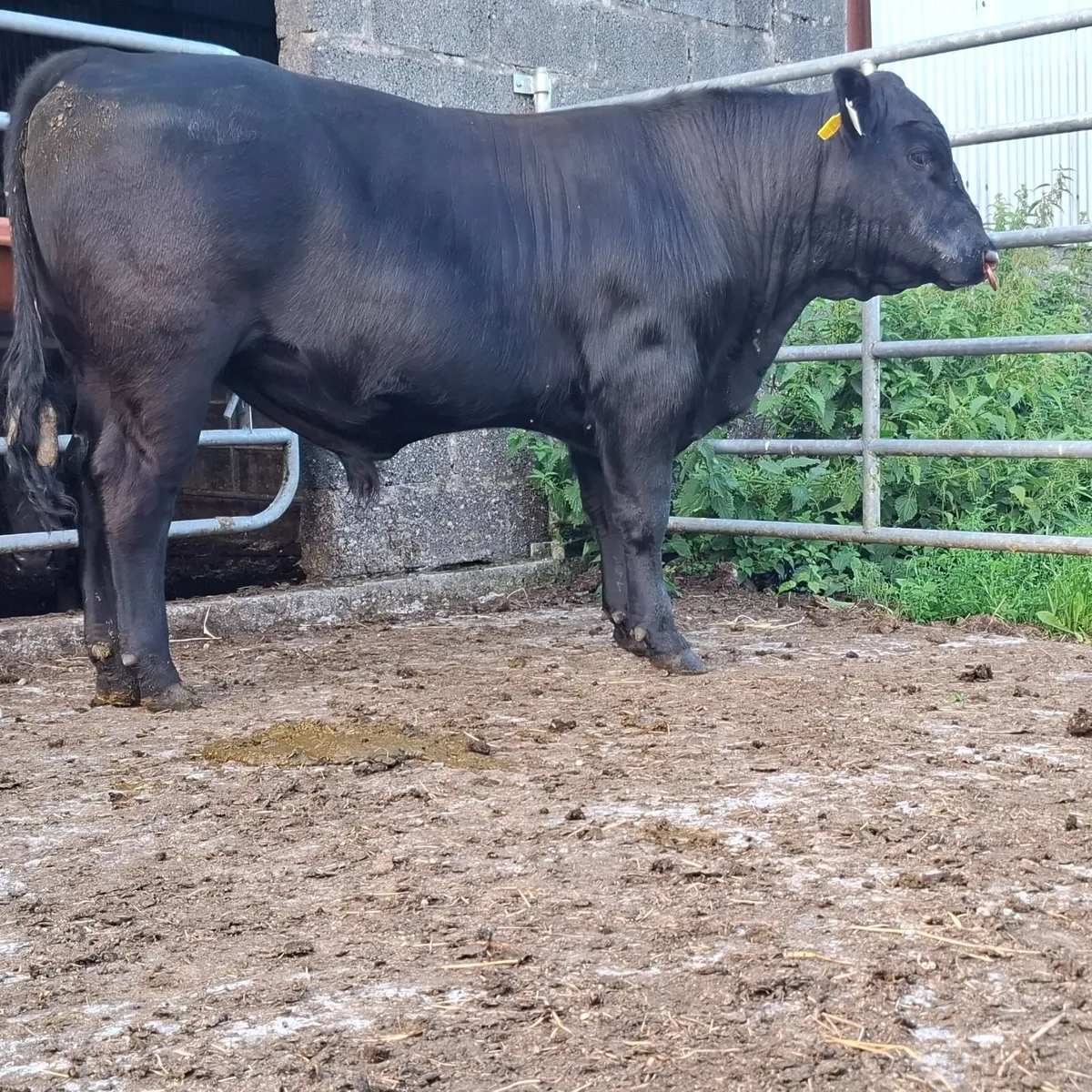Pedigree bull - Image 3