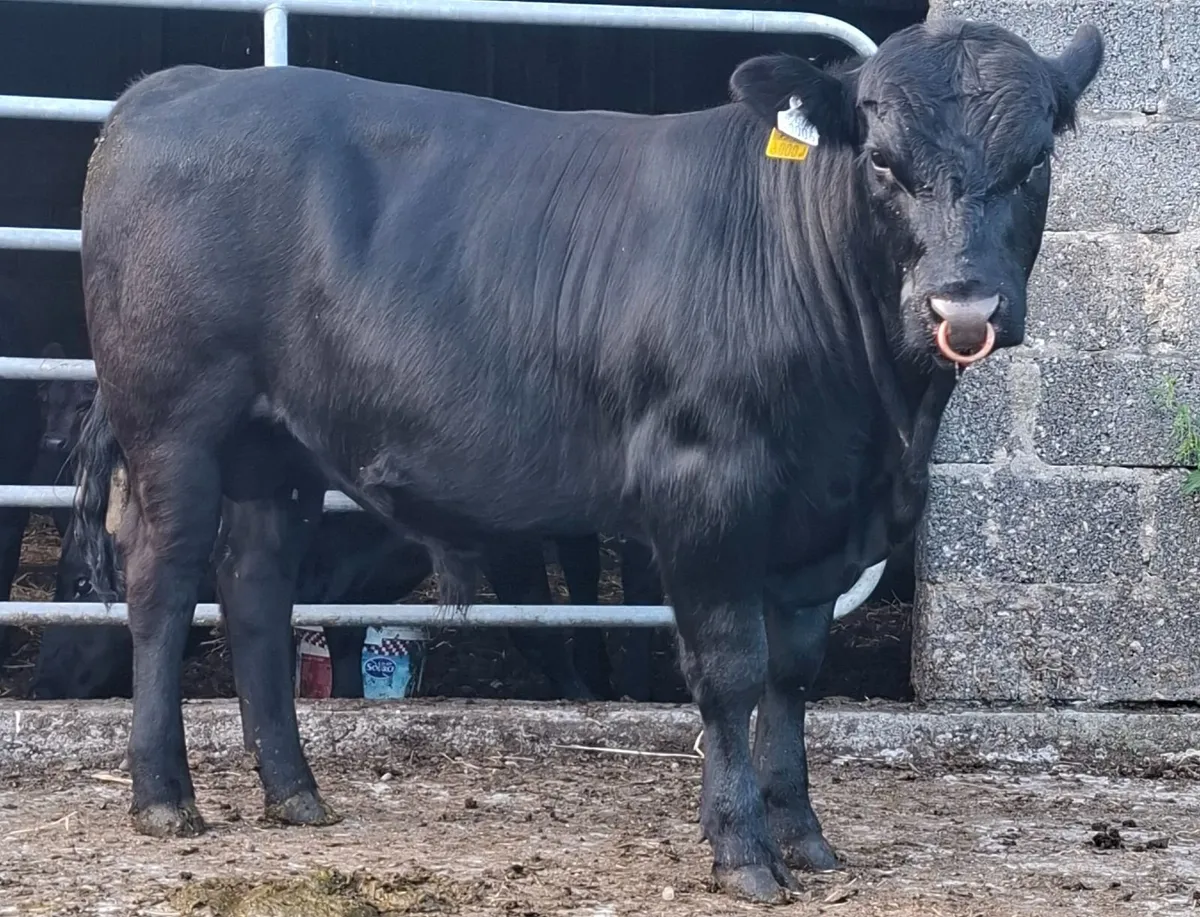 Pedigree bull - Image 1