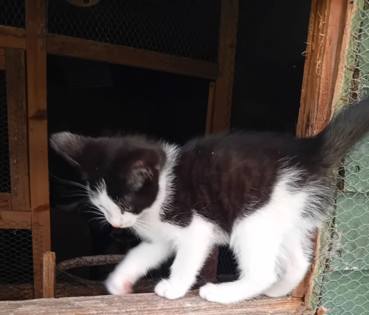 Kittens - Image 1