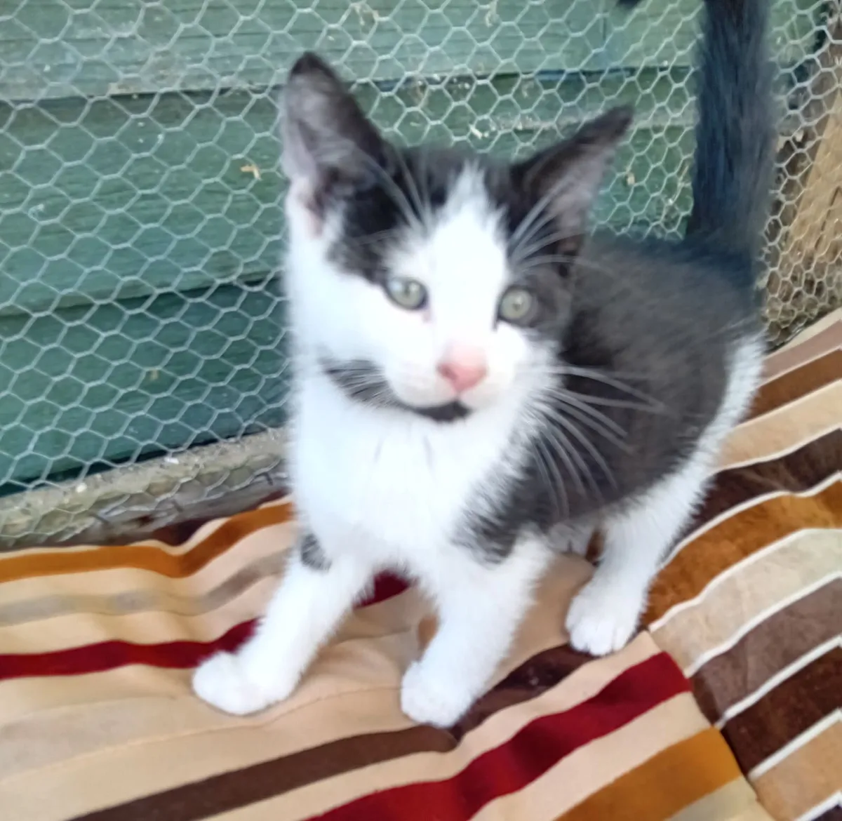 Kittens - Image 2