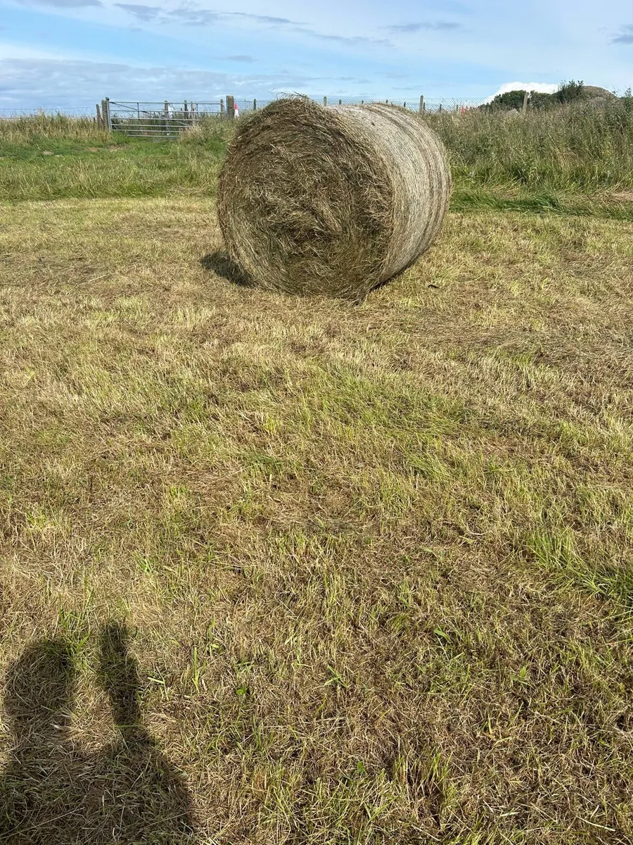 Hay for sale - Image 3