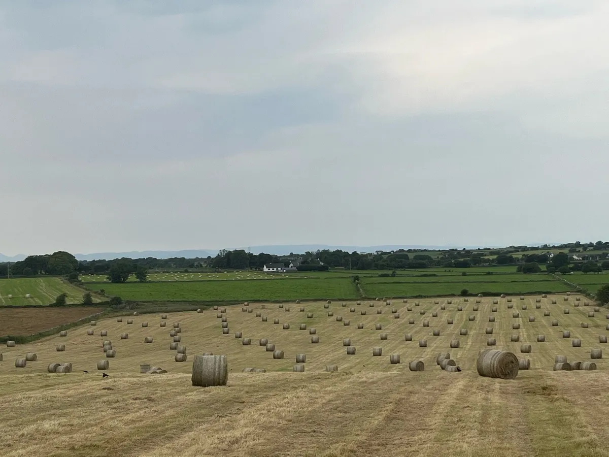 Hay for sale - Image 1
