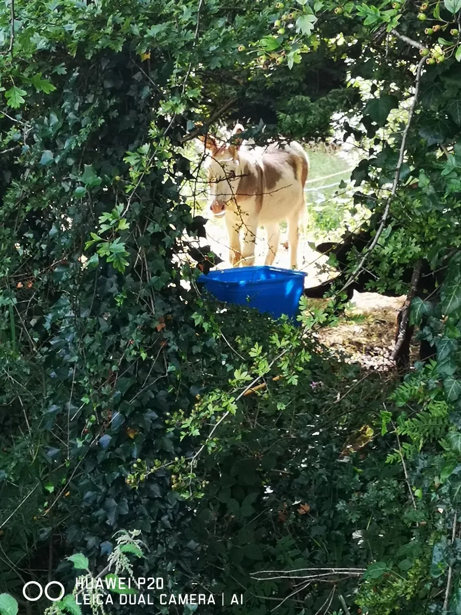 Spotted intact donkeys - Image 1