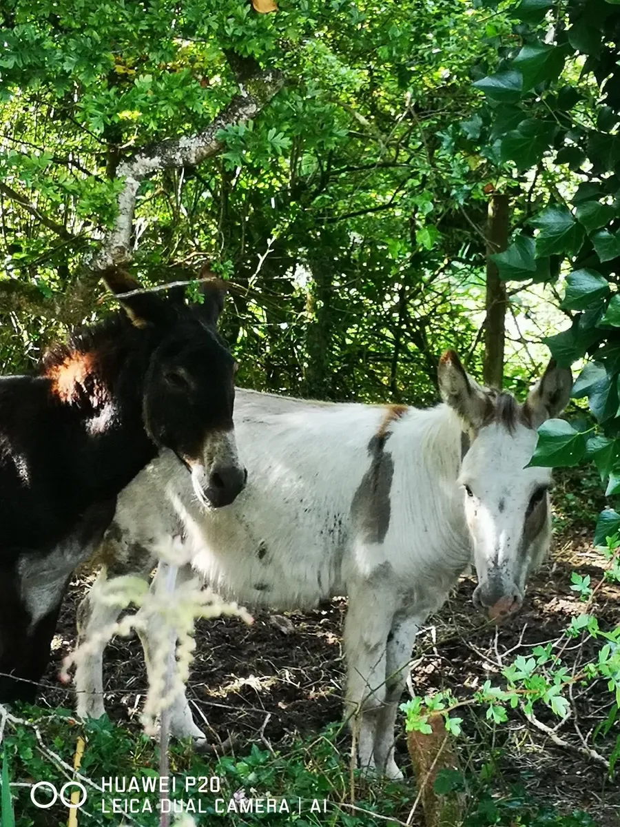 Spotted intact donkeys - Image 3