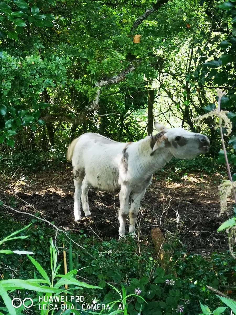 Spotted intact donkeys - Image 4