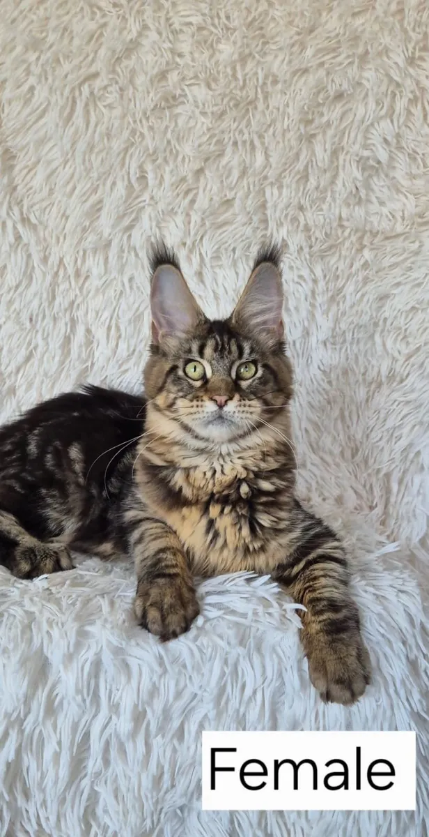 Maine Coon - Image 2